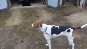 русская гончая пегая видео