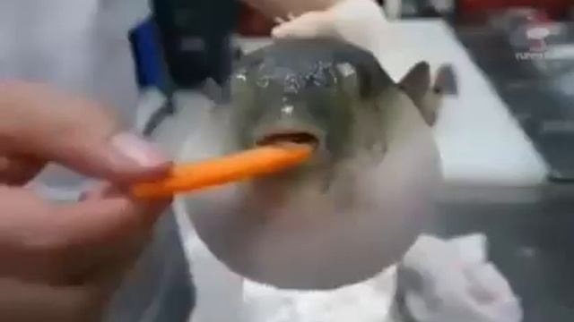 рыба фугу издает звук AEUGH 1 часовая версия смотреть онлайн