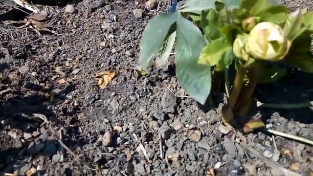 Морозники набирают силу роста и зацветают! 31 марта. смотреть онлайн