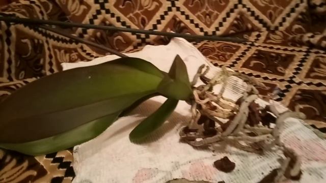 Шок! Получила орхидею с мокрой корневой системой.(часть 1)