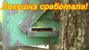 Поймал рой пчёл. Ловушка сработала. Ловля роёв.