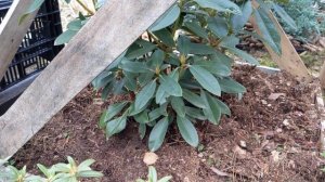 ❗❗❗Все о рододендронах/ уход/ посадка/подготовка к зиме❄️❄️❄️