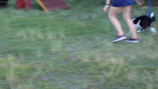 Border Collie Cherry - Agility Training [7 months] смотреть онлайн