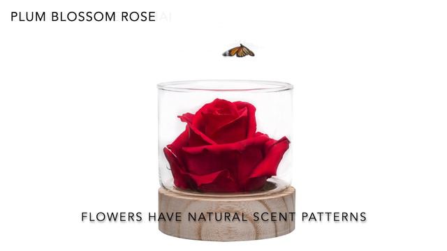Natural Fragrance Gift смотреть онлайн