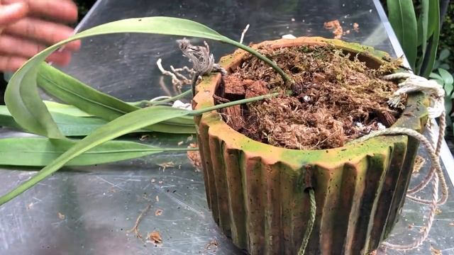 Anthurium Vittarifolium Care And Propagation