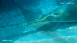 Рыба пила или Пилорылые скаты