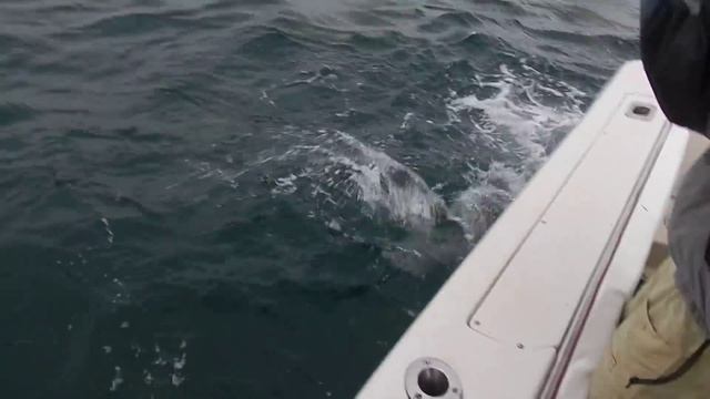 Рыбалка. ШОК!!! Рыбак поймал Акулу на Спиннинг смотреть онлайн