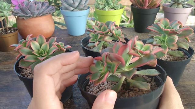 Aeonium KIWI смотреть онлайн