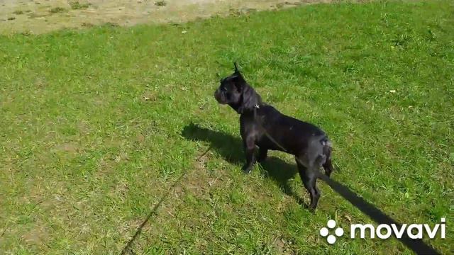 Французский бульдог Бакс наступила весна смотреть онлайн