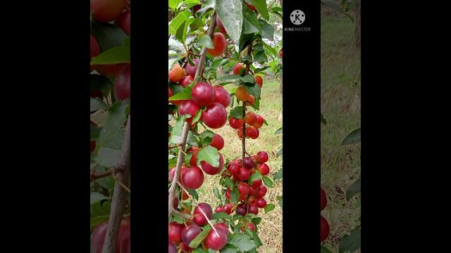 Курортный поселок Веселовка на Черноморском побережье.