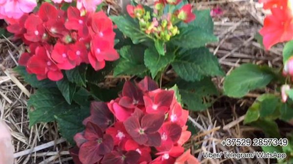 Крупнолистная гортензия Magical Ruby Tuesday. Беларусь.