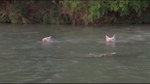 ОДИНОКИЙ ГОЛУБЬ. Вестерн. Приключения. США.