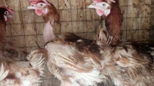Куры несушки с птицефабрики 1.5 года за 120 руб.
