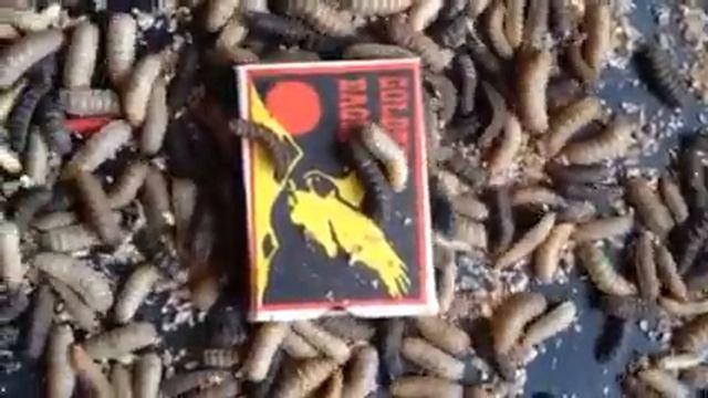 Львинка личинка мухи продажа в Украине. Технология выращивания. +380733513032 www.львинка.com смотреть онлайн