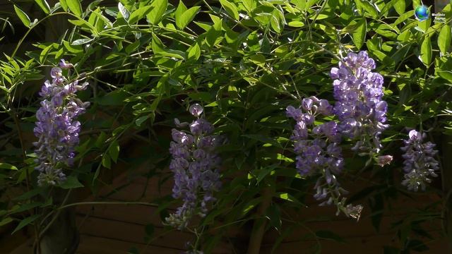 Цветы июня. Арденны смотреть онлайн