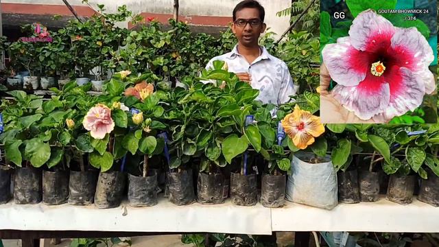 "2ND WINTER DHAMAKA"-(New Taiwan IDs)Only on Tropical Hibiscus. #tropical #hibiscus #flowers #plant смотреть онлайн