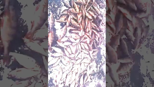 Рыбалка на Хопре декабрь 2016 г. Ртищево Саратовская область смотреть онлайн