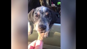 смешные кошечки, собачки 38