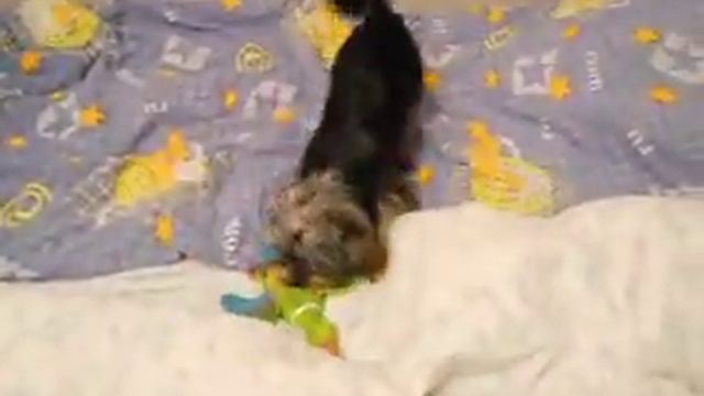 Забавные Йорчики. смотреть онлайн