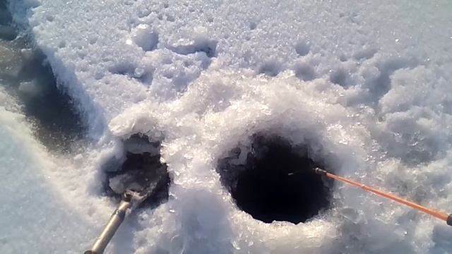 Ловля окуньков на Лепельском озере зимой смотреть онлайн