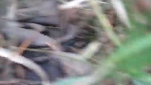 СБОР грибов-волнушки россыпью смотреть онлайн