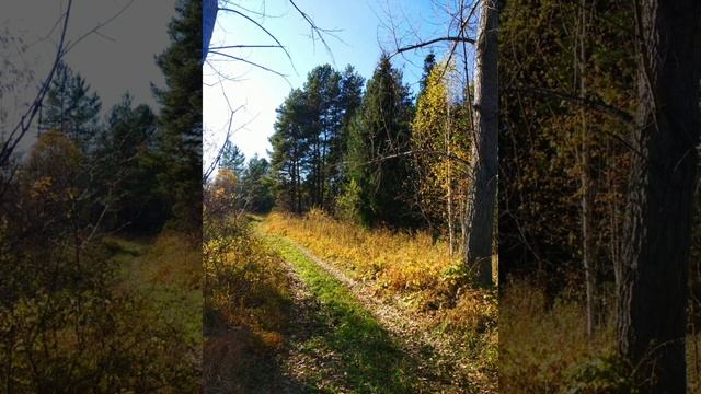 Лес в октябре. смотреть онлайн