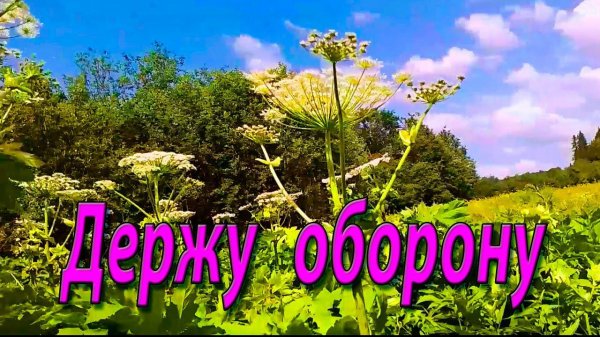 40 дней борьбы с борщевиком. Пробы, опыты, выводы