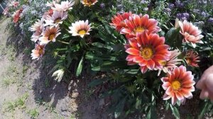 ЦВЕТУЩАЯ ГАЦАНИЯ.