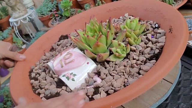 Echeveria Lipstick Areglo del amor y la amistad 💚 . смотреть онлайн