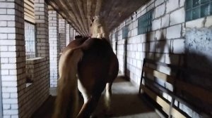 ЖЕРЕБЕЦ производитель литовский тяжеловоз 3,5 года