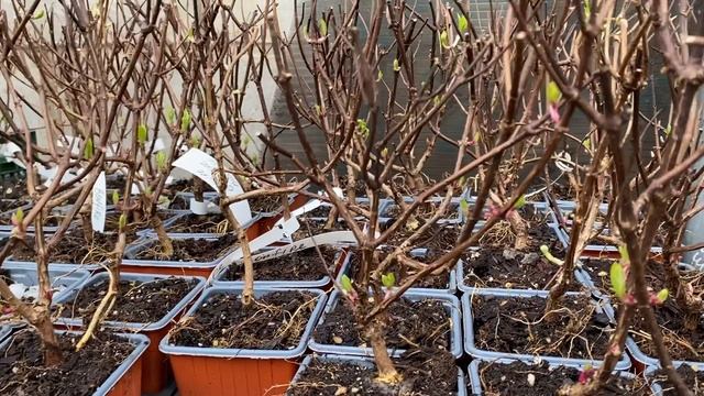 Самые крутые новинки метельчатых гортензий 2023. Гортензия Bonfire (Бонфайр) и др. смотреть онлайн