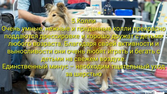 ТОП 10 СОБАК КОТОРЫЕ ОБОЖАЮТ ДЕТЕЙ смотреть онлайн
