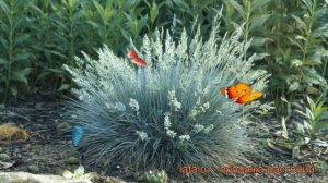 Овсяница сизая (festuca glauca) ? сизая овсяница обзор: как сажать, рассада овсяницы