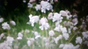 Смолевка - полезные свойства  и применение.