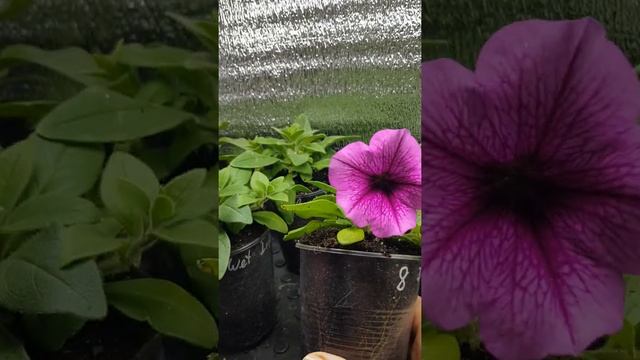 Новинка от PanAmericanSeed/ Петуния Изи Вейв Роуз Фьюжн. смотреть онлайн