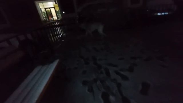А в центре Сочи снова ❄снег! 🌙⏰💤💤Гуляем с радостной Собакой Алабакой На улочке в ночи!) смотреть онлайн