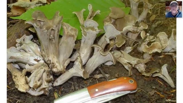 Chanterelles of the Northeastern U.S. - Webinar Recording смотреть онлайн