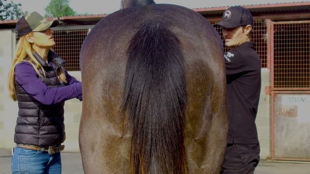 Lot 169 - Starcraft x Hannah Jane - Colt смотреть онлайн