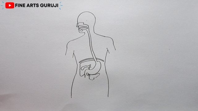 How to draw Human Alimentary Canal step by step for beginners ! смотреть онлайн