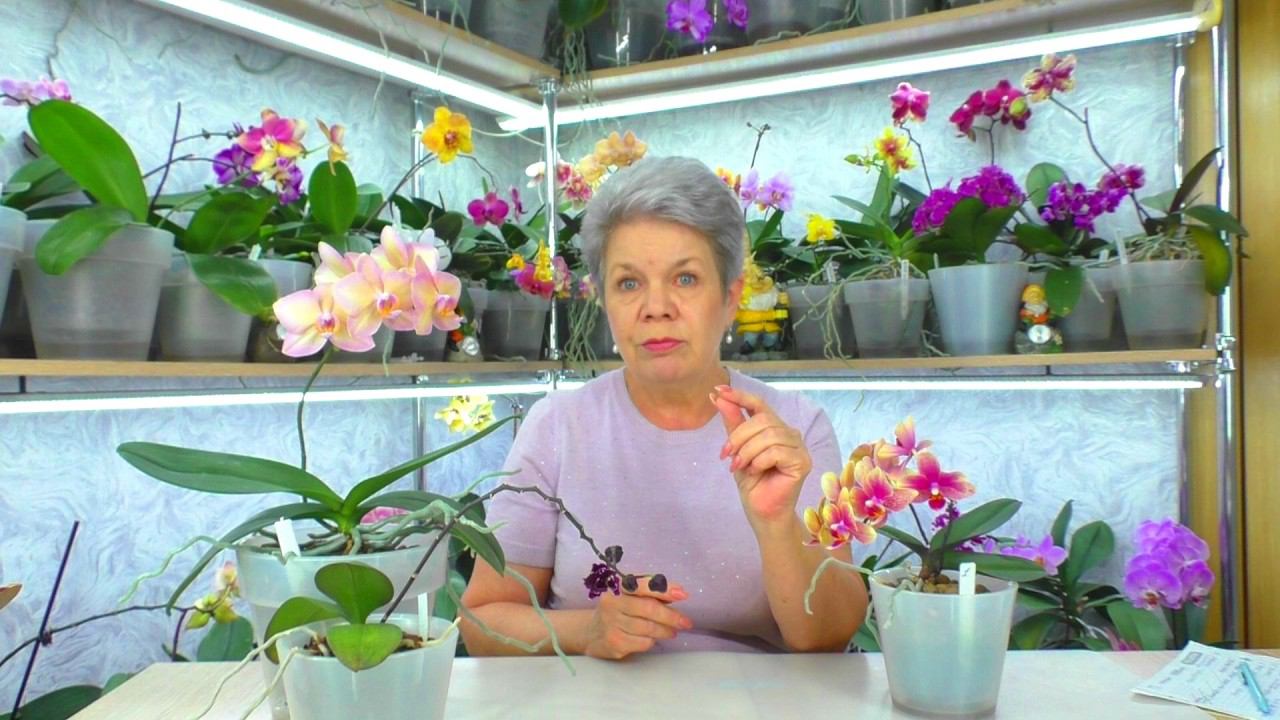 Как вырастить орхидею из семян? Почему Орхидея сбросила бутоны и цветы? Ответы на вопросы...