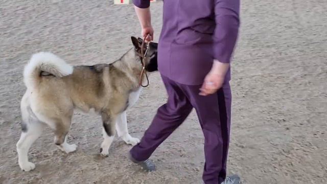 Сердце Воина Пума на выставке 23 апреля 2023, Курск, эксперт Хачатурян А.Г. смотреть онлайн