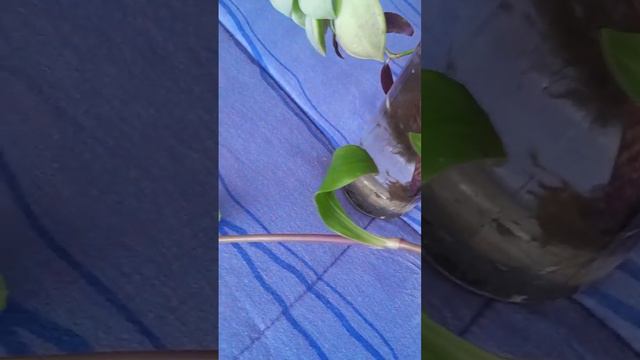🌿💃 Planta CORAÇÃO - ROXO. Tradescantia pallida. Ao Sol o 💜 vai predominar, em casa 💚 vai ficar! ✨️ смотреть онлайн
