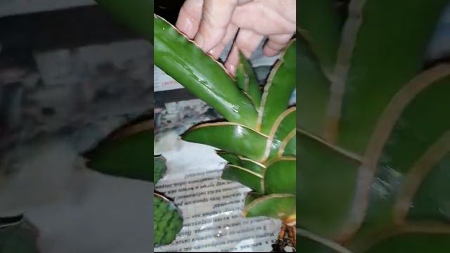 ПОСЫЛОЧКА июнь 2022