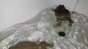 Видео про то, как гигантские лягушки какают. Ура, какашки!