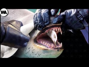 ▶️ Работа с животными на которую ты никогда не пойдешь