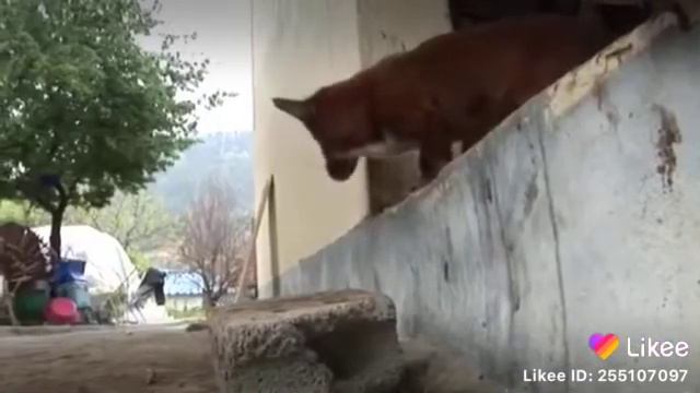 Продают корову к которой привязалась собака 😭😭 смотреть онлайн