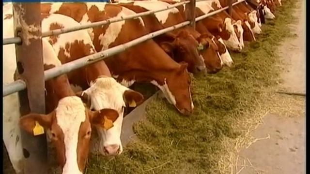 ЗАГОТОВКА КОРМОВ смотреть онлайн