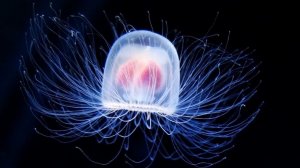 10 Самых Долгоживущих Животных! От 100 лет и до Бессмертия!