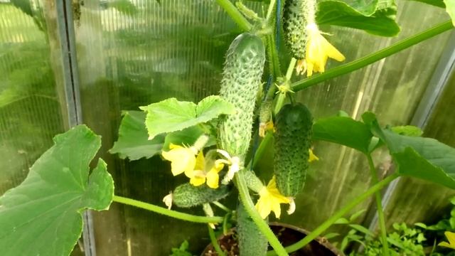 Одна ложка под огурцы и огурцов завались будет! Прут и прут! Огурцы тоннами собираю! смотреть онлайн