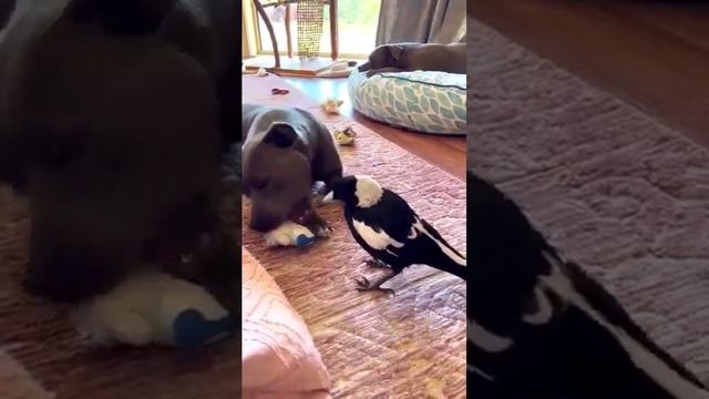 Игры с вороной #птицы #животные #funny смотреть онлайн